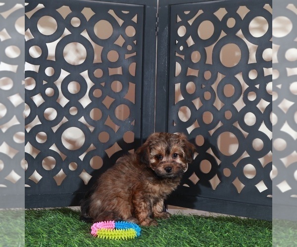 Medium Photo #3 Yorkiepoo mix (+ Poodle Toy) Puppy For Sale in MOUNT VERNON, OH, USA