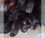 Small Photo #6 Great Dane Puppy For Sale in PIERSON, MI, USA