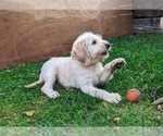 Small Photo #7 Miniature Labradoodle Puppy For Sale in STEVENS, PA, USA