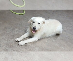 Nikko - Male GIANT SCHNAUZER -Poodle (Standard) Mix Dog for Adoption - Photo #3