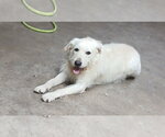 Small #3 GIANT SCHNAUZER -Poodle (Standard) Mix