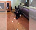 Small #3 German Shepherd Dog Mix