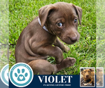 Small #3 Labrador Retriever Mix