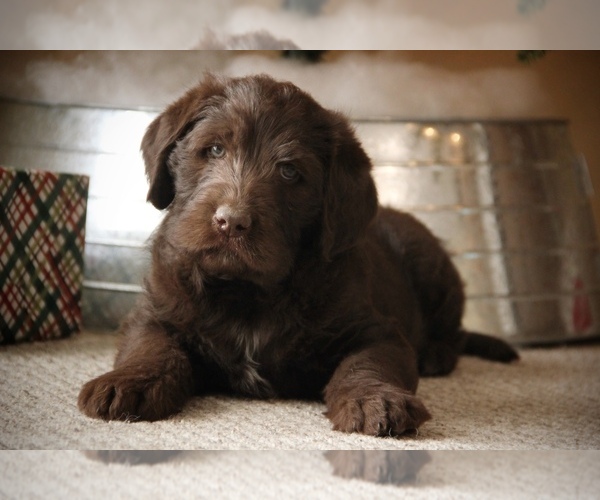 Medium Photo #1 Labradoodle Puppy For Sale in NEWBURG, MO, USA