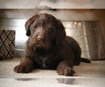 Small Photo #1 Labradoodle Puppy For Sale in NEWBURG, MO, USA