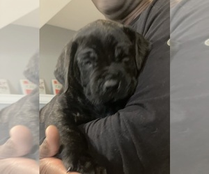 Mastiff Puppy for sale in STAFFORD, VA, USA