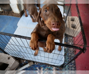 Doberman Pinscher Puppy for Sale in ANTELOPE, California USA