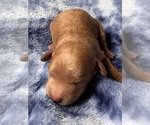 Puppy 7 Cavapoo (Miniature)