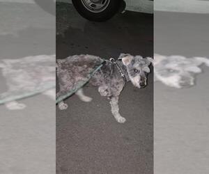 Miniature Schnauzer-Unknown Mix Dogs for adoption in San Antonio, TX, USA