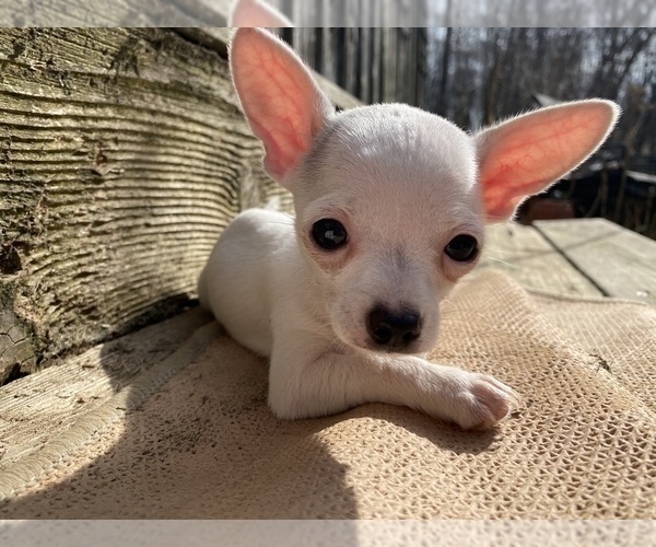 Medium Photo #5 Chihuahua Puppy For Sale in LEBANON, NJ, USA
