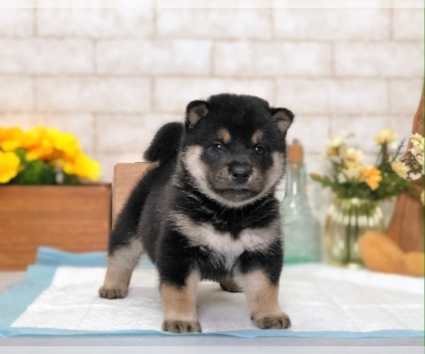 Medium Photo #1 Shiba Inu Puppy For Sale in SAN DIEGO, CA, USA