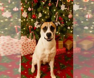 Boxer-Unknown Mix Dogs for adoption in Toronto, Ontario, Canada