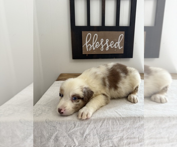 Medium Photo #3 Australian Shepherd Puppy For Sale in FORSYTH, GA, USA