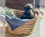 Small Photo #23 Bernedoodle Puppy For Sale in BUFFALO, MO, USA