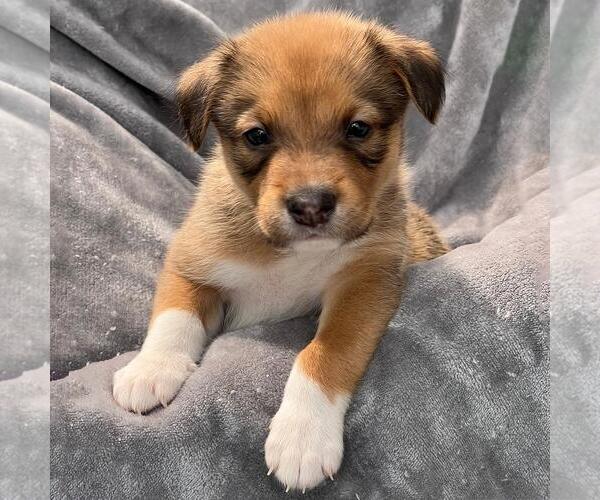 Medium Photo #1 Colonial Cocker Spaniel-Unknown Mix Puppy For Sale in San Diego, CA, USA