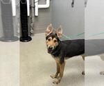 Small German Shepherd Dog Mix
