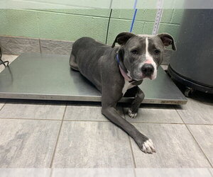 American Staffordshire Terrier-Unknown Mix Dogs for adoption in Grand Prairie, TX, USA