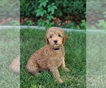 Small Photo #4 Goldendoodle-Woodle Mix Puppy For Sale in EAST LAYTON, UT, USA