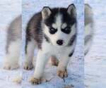 Small Photo #7 Siberian Husky Puppy For Sale in LOUISVILLE, KY, USA