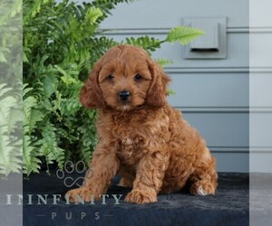 Cavapoo Puppy for sale in NARVON, PA, USA