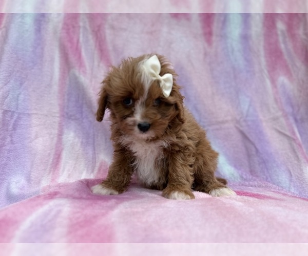 Medium Photo #5 Cavapoo (Standard) Puppy For Sale in LAKELAND, FL, USA