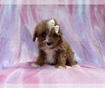 Small #4 Cavapoo (Standard)