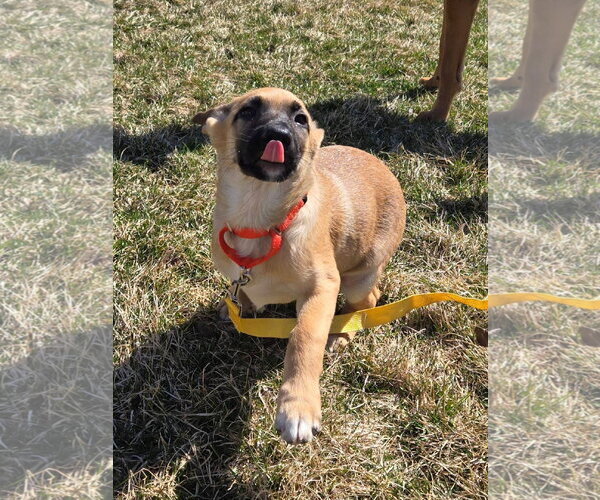 Medium Photo #2 Shepradors Puppy For Sale in New London, WI, USA