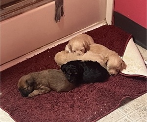 Medium Pomapoo (Toy)