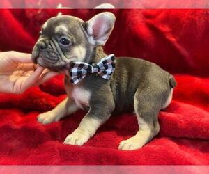 French Bulldog Puppy for sale in PROSSER, WA, USA