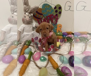 Vizsla Puppy for sale in HERMISTON, OR, USA