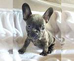 Small Photo #9 French Bulldog Puppy For Sale in SANTA ANA, CA, USA