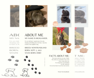 Father of the Newfoundland puppies born on 11/16/2025