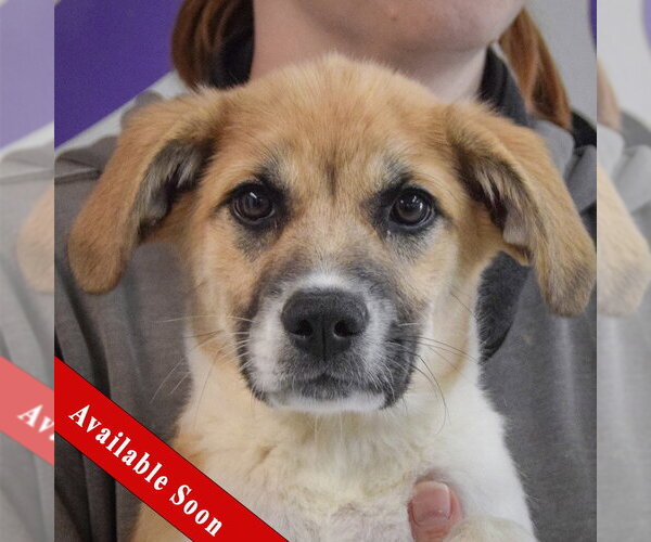 Medium Photo #1 Anatolian Pyrenees Puppy For Sale in Huntley, IL, USA
