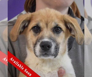 Anatolian Pyrenees Dogs for adoption in Huntley, IL, USA