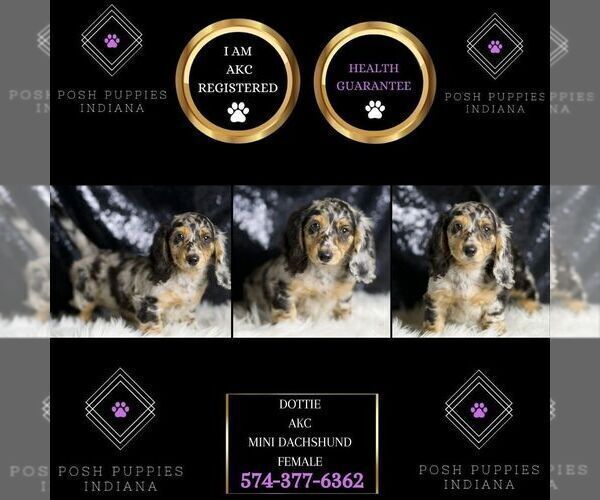 Medium Photo #98 Dachshund Puppy For Sale in WARSAW, IN, USA