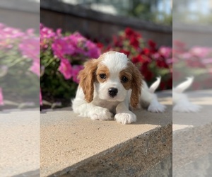 Cavalier King Charles Spaniel Puppy for sale in CANOGA, NY, USA