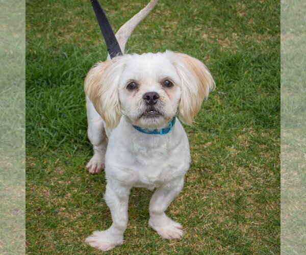 Medium Photo #9 Shih Tzu Puppy For Sale in Huntley, IL, USA