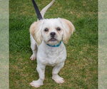 Small #8 Shih Tzu