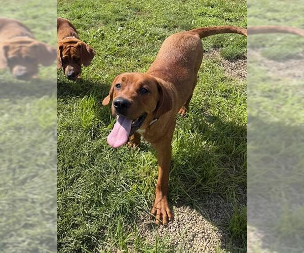 Medium Photo #2 Redbone Coonhound-Saint Bernard Mix Puppy For Sale in Center Township, PA, USA