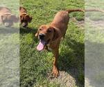 Small #1 Redbone Coonhound-Saint Bernard Mix