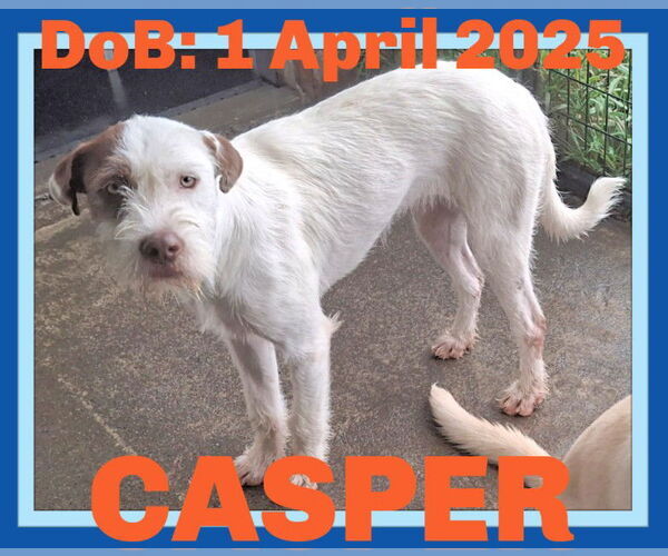 Medium Photo #12 Mutt Puppy For Sale in Sebec, ME, USA