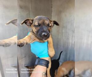 Chihuahua-Unknown Mix Dogs for adoption in San Antonio, TX, USA