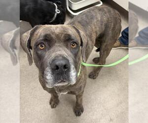 Mutt Dogs for adoption in HESPERIA, CA, USA