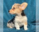 Small #2 Pembroke Welsh Corgi