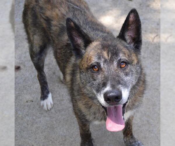 Medium Photo #1 German Shepherd Dog-Unknown Mix Puppy For Sale in Murfreesboro, TN, USA