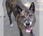 Small German Shepherd Dog Mix