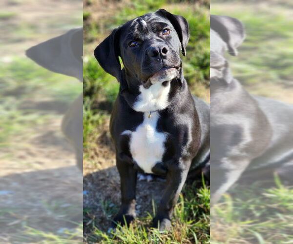 Medium Photo #2 Beabull Puppy For Sale in Walnutport, PA, USA