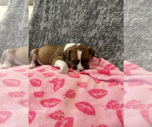 Medium Photo #11 American Staffordshire Terrier-Unknown Mix Puppy For Sale in Holly Springs, NC, USA