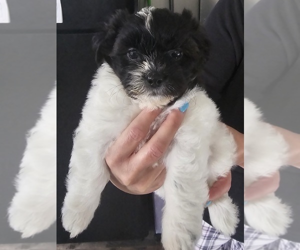 Medium Photo #2 Zuchon Puppy For Sale in LEXINGTON, OH, USA