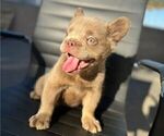 Small Photo #7 French Bulldog Puppy For Sale in ORLANDO, FL, USA